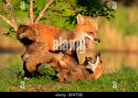 Rotfuchs (Vulpes Vulpes). Zwei Erwachsene kämpfen. Stockfoto