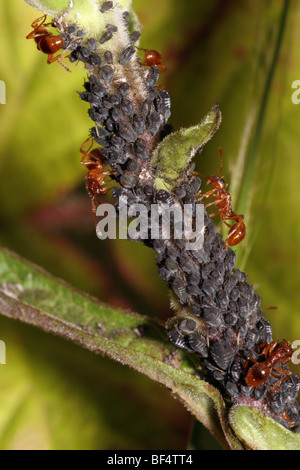 Rote Ameisen (Myrmica Rubra: Ameisen) Melken Blattläuse auf einem Fingerhut Stiel, UK. Stockfoto