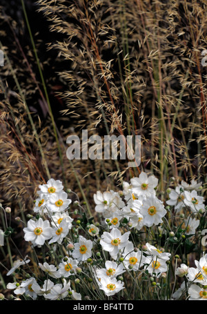 Anemone Hybrida 'Honorine Jobert' weiße Blume Blüte Blüte mehrjährige Spätsommer Anfang Herbst hohe Gräser Kulisse Stockfoto