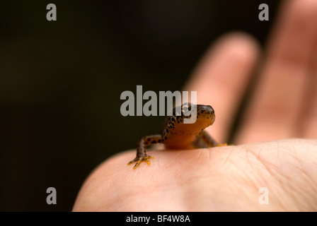 Bergmolch Ichthyosaura Alpestris, früher Triturus Alpestris in einem Teich auf dem Gelände von Admiralität, Urley Nook, Eaglesclif gefangen Stockfoto