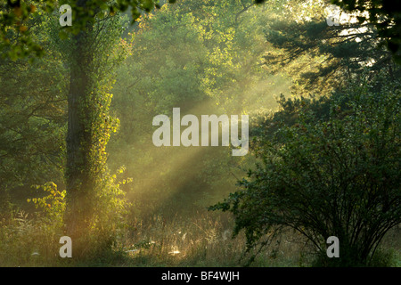 Morgen-Stimmung in einem Wald, Deutschland, Europa Stockfoto
