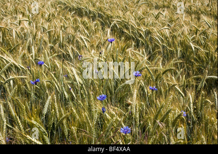 Kornblumen (Centaurea Cyanus) Stockfoto