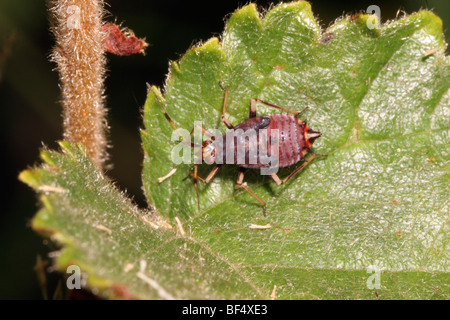 Red-spotted Pflanze Bug (Deraeocoris Ruber: Miridae) endgültige Instar Nymphe, UK. Stockfoto