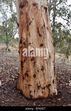 Stamm und Rinde eines Baumes wandoo-(Eucalyptus wandoo-). Stockfoto