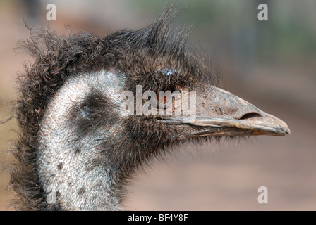 Emu (Dromaius Novaehollandiae), close-up-Studie Stockfoto