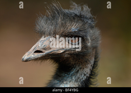 Emu (Dromaius Novaehollandiae), close-up-Studie Stockfoto