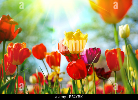 Beautiful tulips, view from underneath Stockfoto