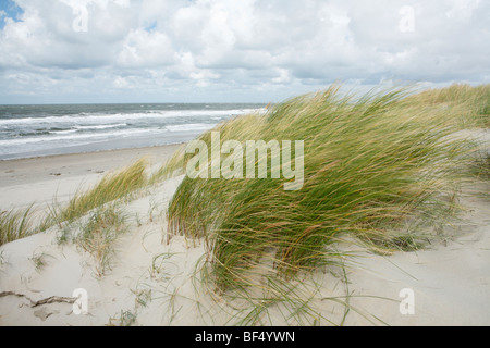 Dünengebieten Rasen am Strand in der Nähe von De Slufter Natur reserve, Texel, Holland, Niederlande, Europa Stockfoto