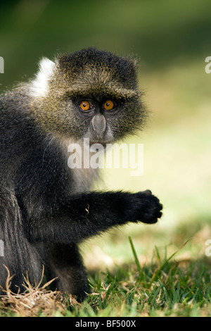 Sykes Affe - Mount Kenya National Park, Kenia Stockfoto