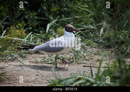 Black-Headed Gull Larus ridibundus Stockfoto
