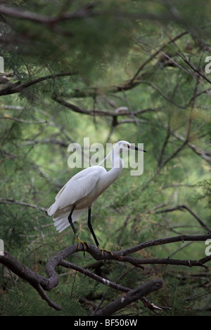 Kleiner Reiher Egretta Garzetta Perched in Baum Camargue-Frankreich Stockfoto