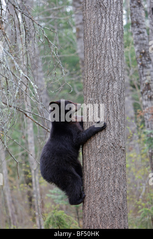 Amerikanische Schwarzbären (Ursus Americanus). Jährling 1 Jahr und eine Hälfte alt ein Kletterbaum zu sichern. Stockfoto