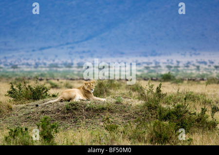 Löwin auf Hügel - Masai Mara National Reserve, Kenia Stockfoto