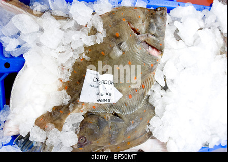 Fangfrisch Plattfische Talbot Heilbutt gestapelt gefroren bereit für eine Fischerei Co-operative, Devon ausnehmen Stockfoto