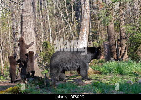 Amerikanische Schwarzbären (Ursus Americanus). Mutter mit drei verspielten Frühling Cubs (4 Monate alt). Stockfoto