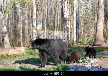 Amerikanische Schwarzbären (Ursus Americanus). Mutter mit drei verspielten Frühling Cubs (4 Monate alt) zu Fuß in einem Wald. Stockfoto