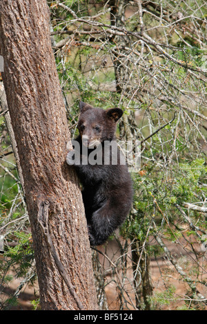 Amerikanische Schwarzbären (Ursus Americanus). Frühling-Cub (4 Monate alt) Kletterbaum um sicher zu sein. Stockfoto