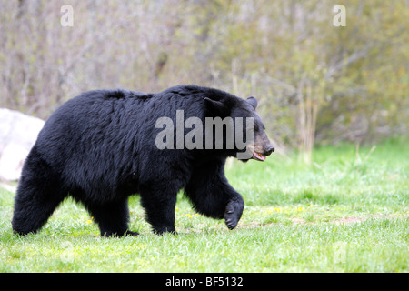 Amerikanische Schwarzbären (Ursus Americanus). Erwachsener Mann zu Fuß über eine Lichtung. Stockfoto