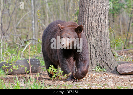 Amerikanische Schwarzbären (Ursus Americanus). Erwachsenen im Wald wandern. Stockfoto