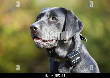 Ein schwarzer Labrador-Retriever tragen ein elektrisches Hundehalsband training Stockfoto