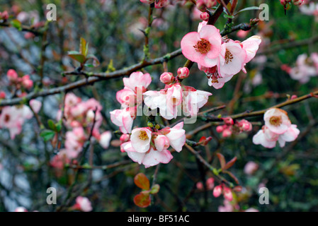 Chaenomeles Speciosa 'Moerloosei' - eine Reihe von klont diesen Namen Stockfoto