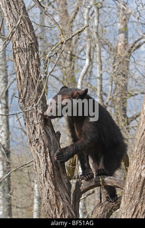 Amerikanische Schwarzbären (Ursus Americanus). Jährling (1 Jahr und eine Hälfte alt) sitzt in einem Baum geborgen. Stockfoto