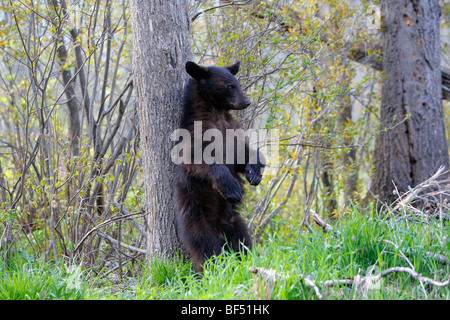 Amerikanische Schwarzbären (Ursus Americanus). Jährling, reiben den Rücken an einem Baum. Stockfoto