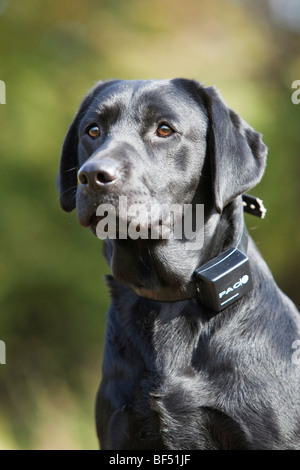 Ein schwarzer Labrador-Retriever tragen ein elektrisches Hundehalsband training Stockfoto