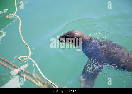 Kalk Bay Eared Dichtungen Stockfoto