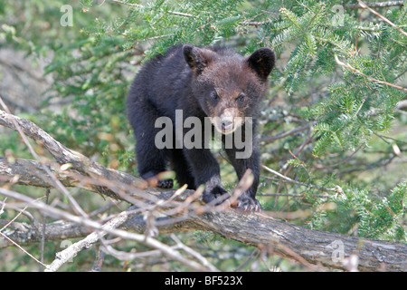 Amerikanische Schwarzbären (Ursus Americanus). Frühling-Cub (4 Monate alt) zu sichern, in einem Baum. Stockfoto