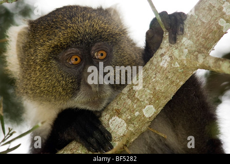 Sykes Affe - Mount Kenya National Park, Kenia Stockfoto