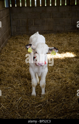 Rose Kälber auf der unteren Kapelle Marsh Farm. Beaminster. Dorset. Stockfoto