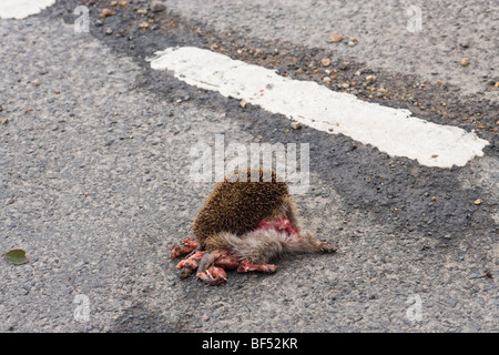 Igel (Erinaceous Europaeus). Road Kill. Stockfoto