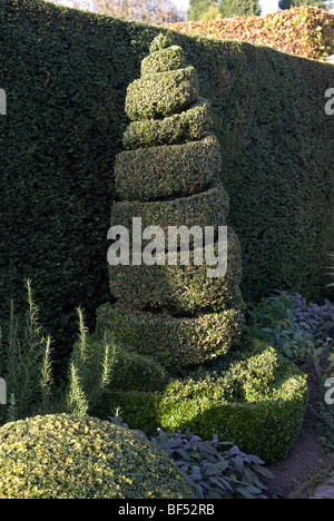 Spirale abgeschnitten Box Formschnitt im Blumenbeet Stockfoto