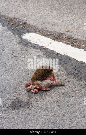 Igel (Erinaceous Europaeus). Road Kill. Stockfoto