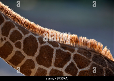 Somalische Giraffe (Giraffa Plancius Reticulata), juvenile, Mähne mit Hintergrundbeleuchtung Stockfoto