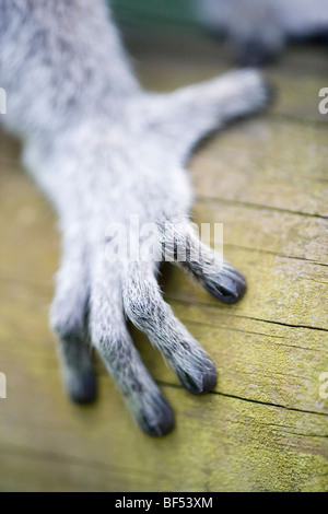 Ring-tailed Lemur (Lemur catta). Rechts vorn - Extremität mit fünf Ziffern. Pentadactyl Extremität. Stockfoto