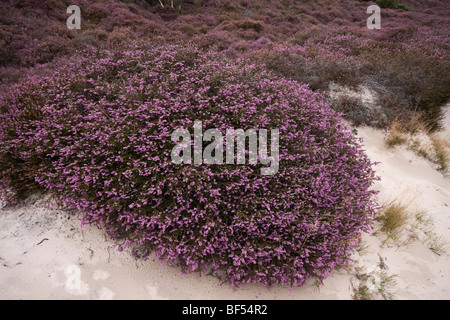 Ling Heather (Calluna Vulgaris) auf Studland Heath, Isle of Purbeck, Dorset, Großbritannien Stockfoto