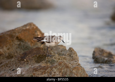 Western Strandläufer (Calidris Mauri), im Winterkleid ruht auf Felsen. Stockfoto