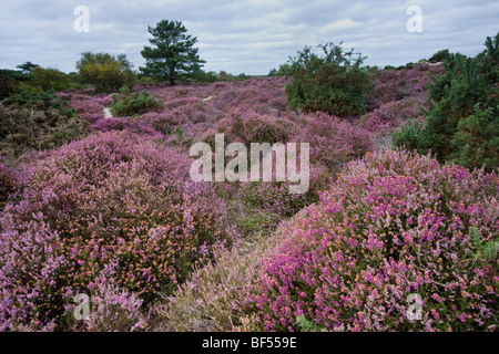 Heather auf Studland Heide, Isle of Purbeck, Dorset, Großbritannien Stockfoto