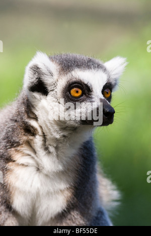 Ring-tailed Lemur (Lemur catta). Blick Richtung wesentlich zu essen Nahrungssuche und Überleben als ein wildes Tier. Native auf Madagaskar. Stockfoto