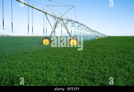 Landwirtschaft - lineare Bewässerung von einem gesunden Luzerne Bereich / Northern California, USA. Stockfoto