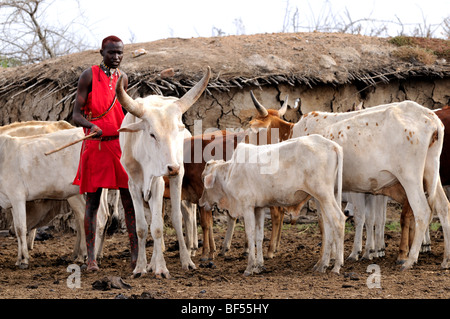 Maasai Vieh im Dorf direkt vor dem Hotel das Maasai Mara Spiel erhalten zeigen die Auswirkungen der anhaltenden Dürre in Ostafrika. Stockfoto