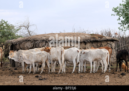 Maasai Vieh im Dorf direkt vor dem Hotel das Maasai Mara Spiel erhalten zeigen die Auswirkungen der anhaltenden Dürre in Ostafrika. Stockfoto