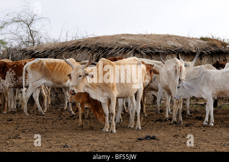 Maasai Vieh im Dorf direkt vor dem Hotel das Maasai Mara Spiel erhalten zeigen die Auswirkungen der anhaltenden Dürre in Ostafrika. Stockfoto