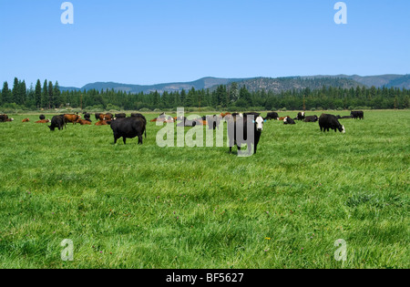 Black Baldie, Hereford und Black Angus Rinder grasen auf einer grünen Weide auf eine Bio-Rinder-Ranch / McArthur, Kalifornien. Stockfoto