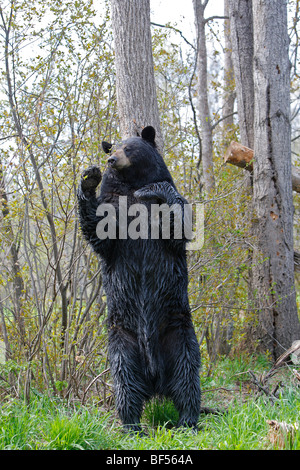 Amerikanische Schwarzbären (Ursus Americanus). Männchen auf den Hinterbeinen markieren Hoheitsgebiet durch reiben den Hals an einem Baum. Stockfoto