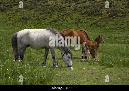 Zwei Pferde und Fohlen in einem Feld in der Nähe von Kyanjin Gompa im Langtang-Tal, einem beliebten trekking-Route im Himalaya in Nepal. Stockfoto