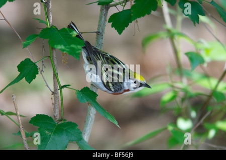 Kastanien-seitig Warbler (Dendroica Pensylvanica), Frühjahr männliche in perfekte Zucht Gefieder im New Yorker Central Park. Stockfoto