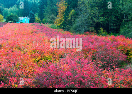 Herbstfarbe fließt Acros diese Heidelbeere-Farm in Oregon Clackamas County. Stockfoto